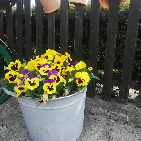 Gucio 홈스테이 *