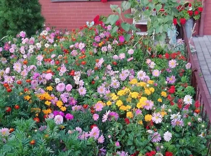 Homestay szállás Gucio