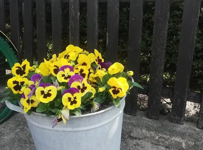 Gucio Homestay szállás *