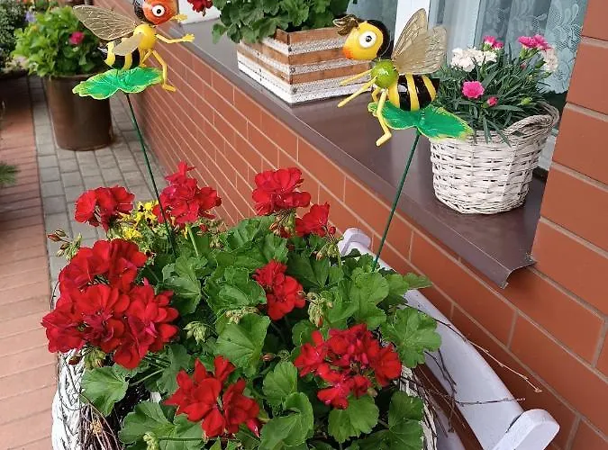 Gucio Homestay szállás *